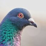 pigeon