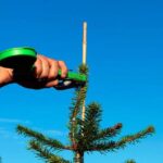 Trucs et astuces pour tailler des sapins en toute simplicité