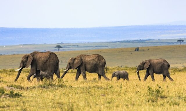 biodiversité en Afrique australe