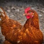 Pourquoi et comment vermifuger vos poules ? Conseils d'experts