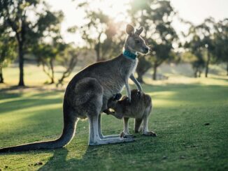 animaux d'Australie