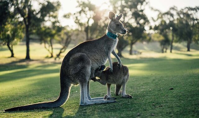 animaux d'Australie