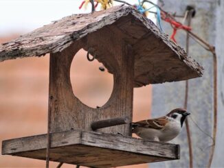 volière pour oiseaux