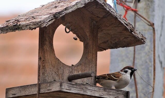 volière pour oiseaux