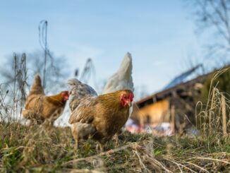 Soins des plaies chez les animaux