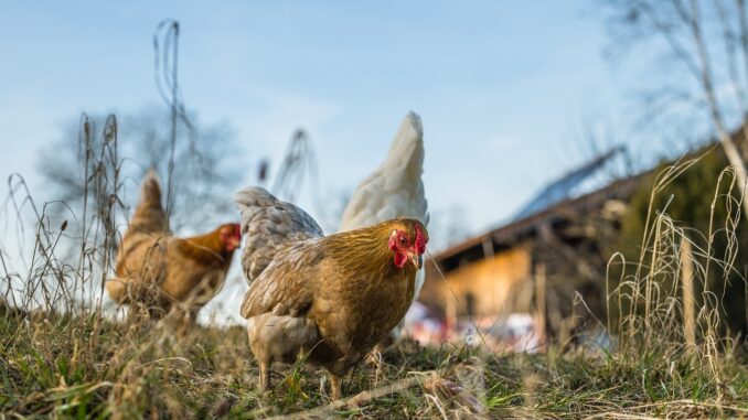 Soins des plaies chez les animaux