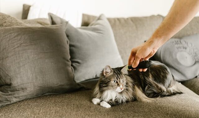 Pourquoi choisir des croquettes spéciales pour Maine Coon