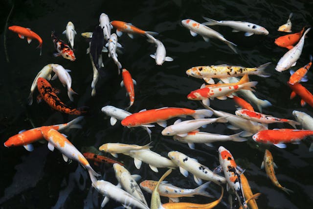 poisson décoratif