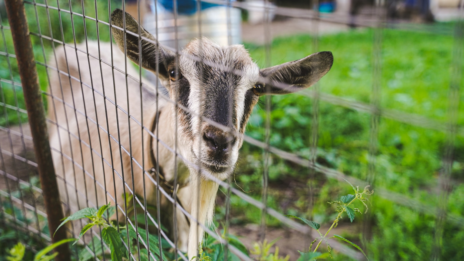 Protéger vos animaux avec une clôture fiable et efficace