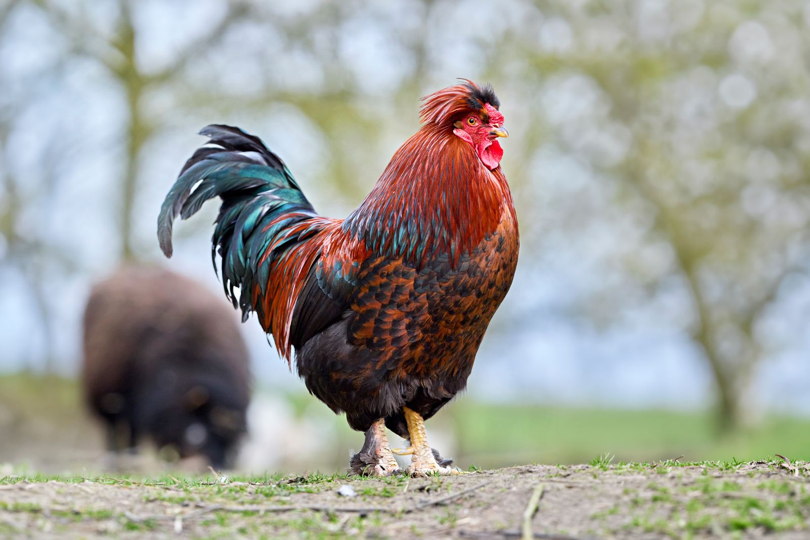 Soin plumage des volailles : bonnes pratiques.