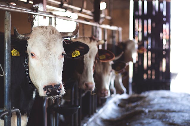 Vitamines animaux pour exploitations agricoles performantes